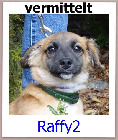 Raffy2 Tierschutz Zypern Hund prof