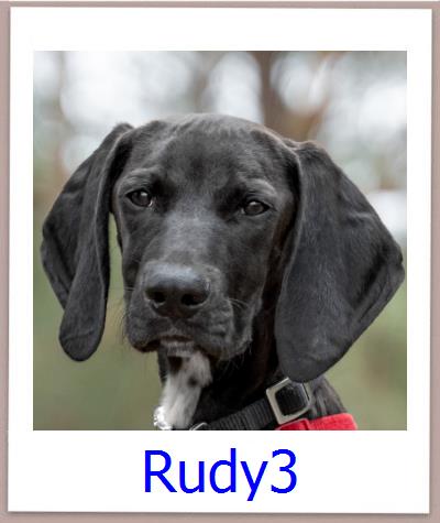 Rudy3 Tierschutz Zypern Hund prof