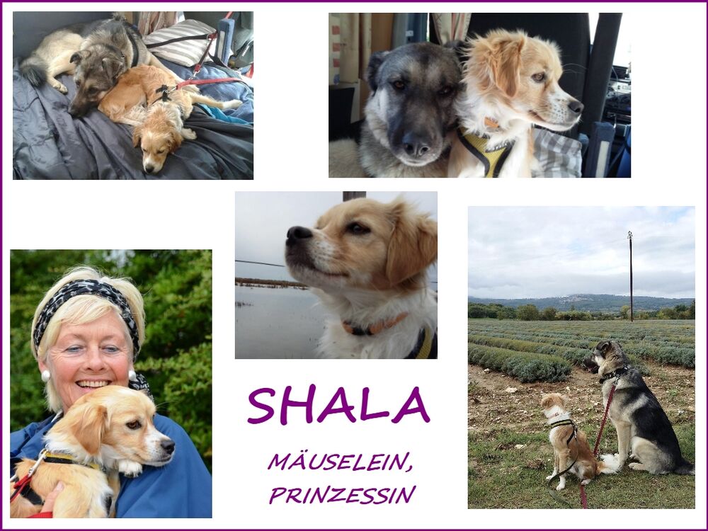 01 Shala Collage