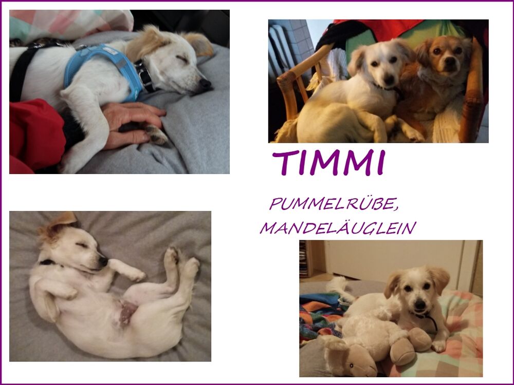 02 Timmi Collage