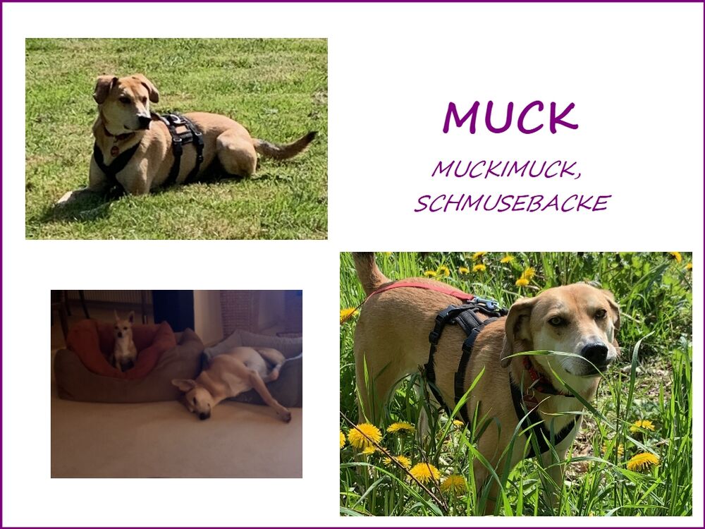 04 Muck Collage