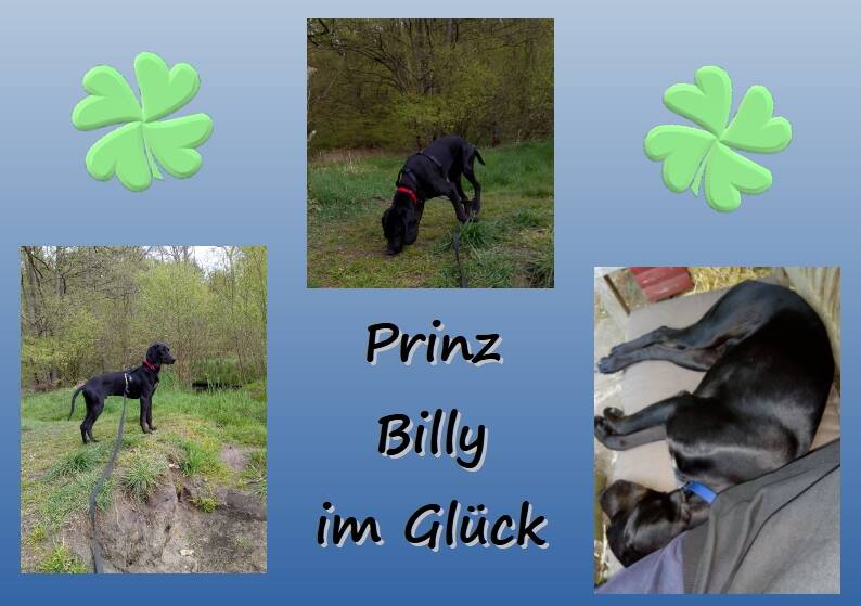 Prinz Billy