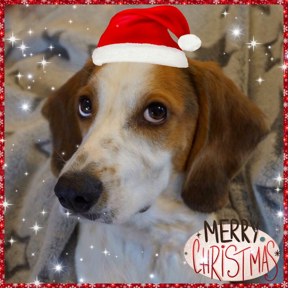 Diesel XMas