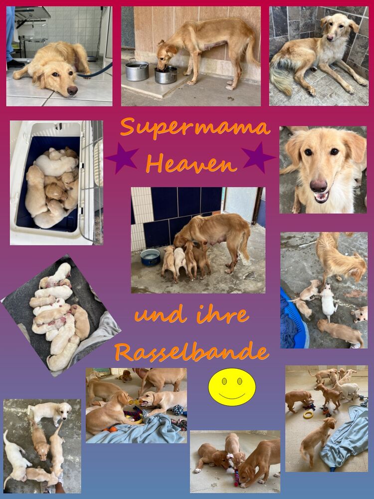 Heaven und ihre Rasselbande