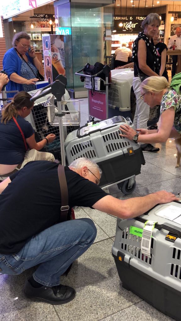 Ankunft der Hunde aus Zypern am München Airport.