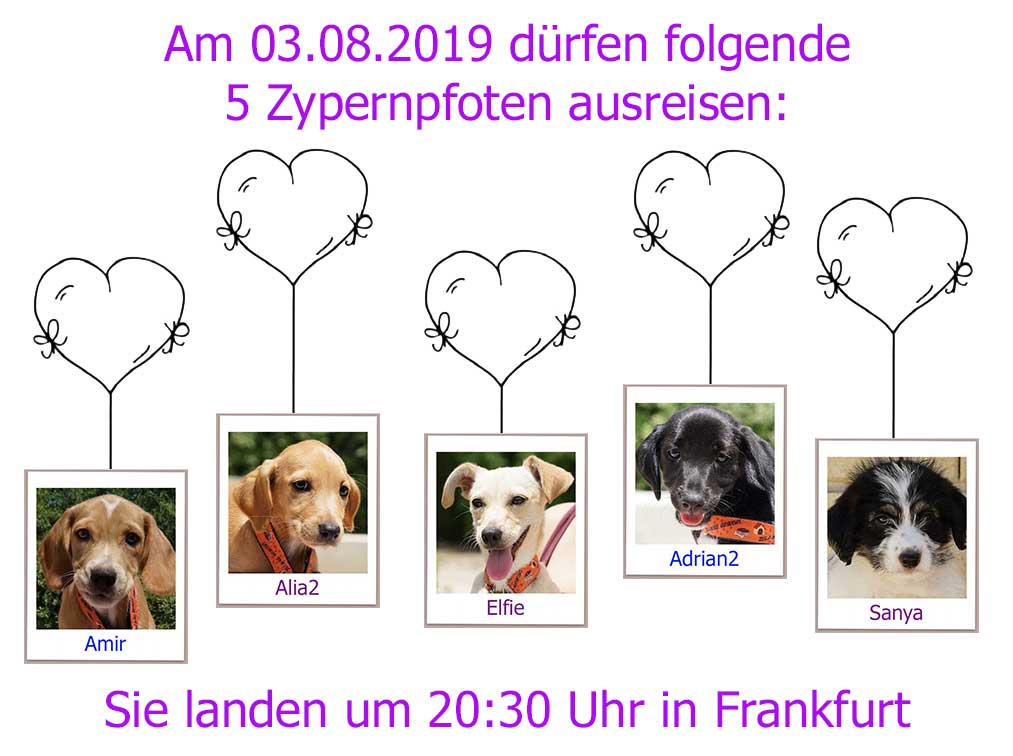 Zypernpfoten In Not E V Neues Von Unseren Hunden Zypernpfoten