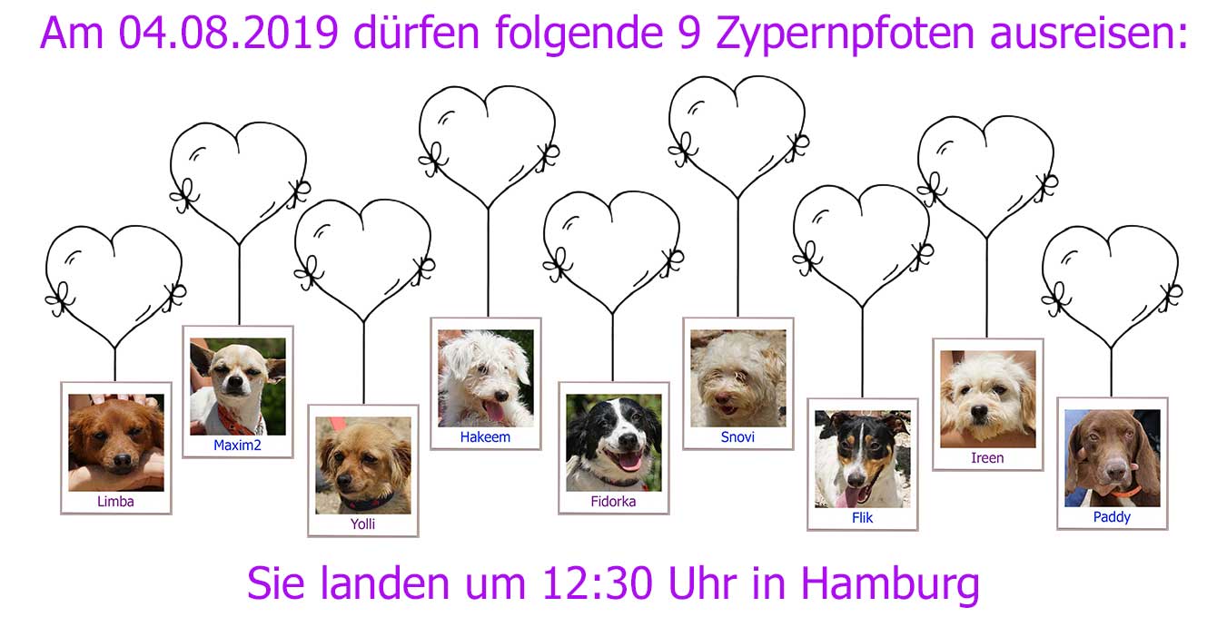 Zypernpfoten In Not E V Neues Von Unseren Hunden Zypernpfoten
