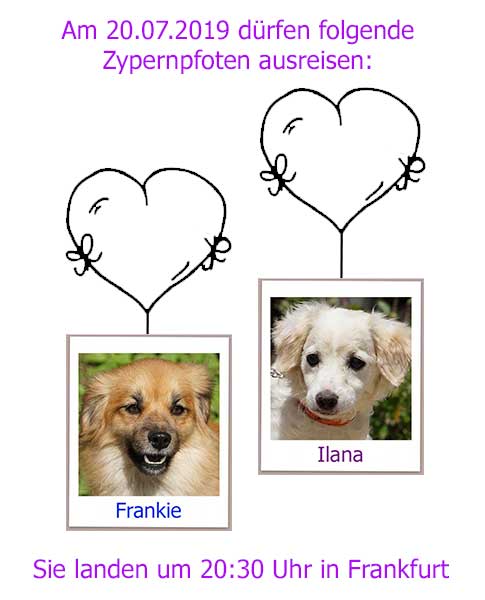 2 Zypernpfoten landen heute in Frankfurt am Flughafen