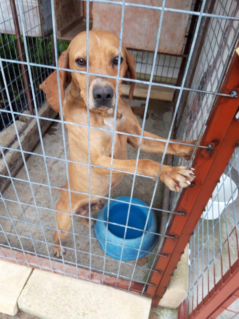 Zypern März Hunde 01