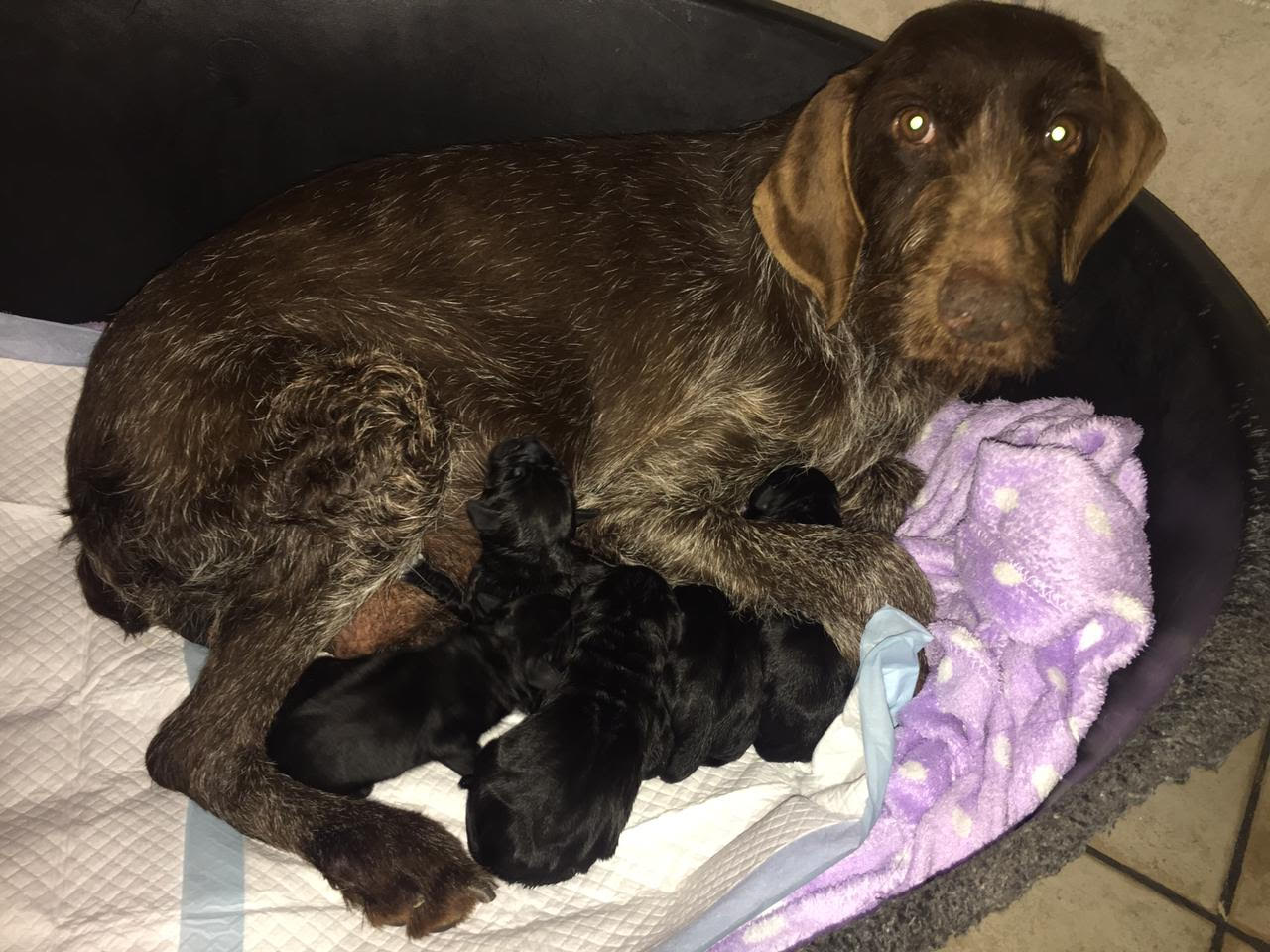 Puppys 01