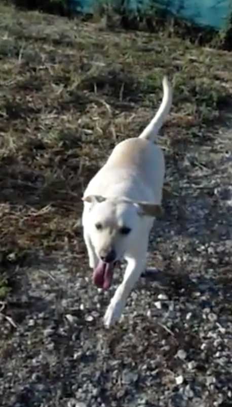 Labrador Mix Lucio sucht eine Familie