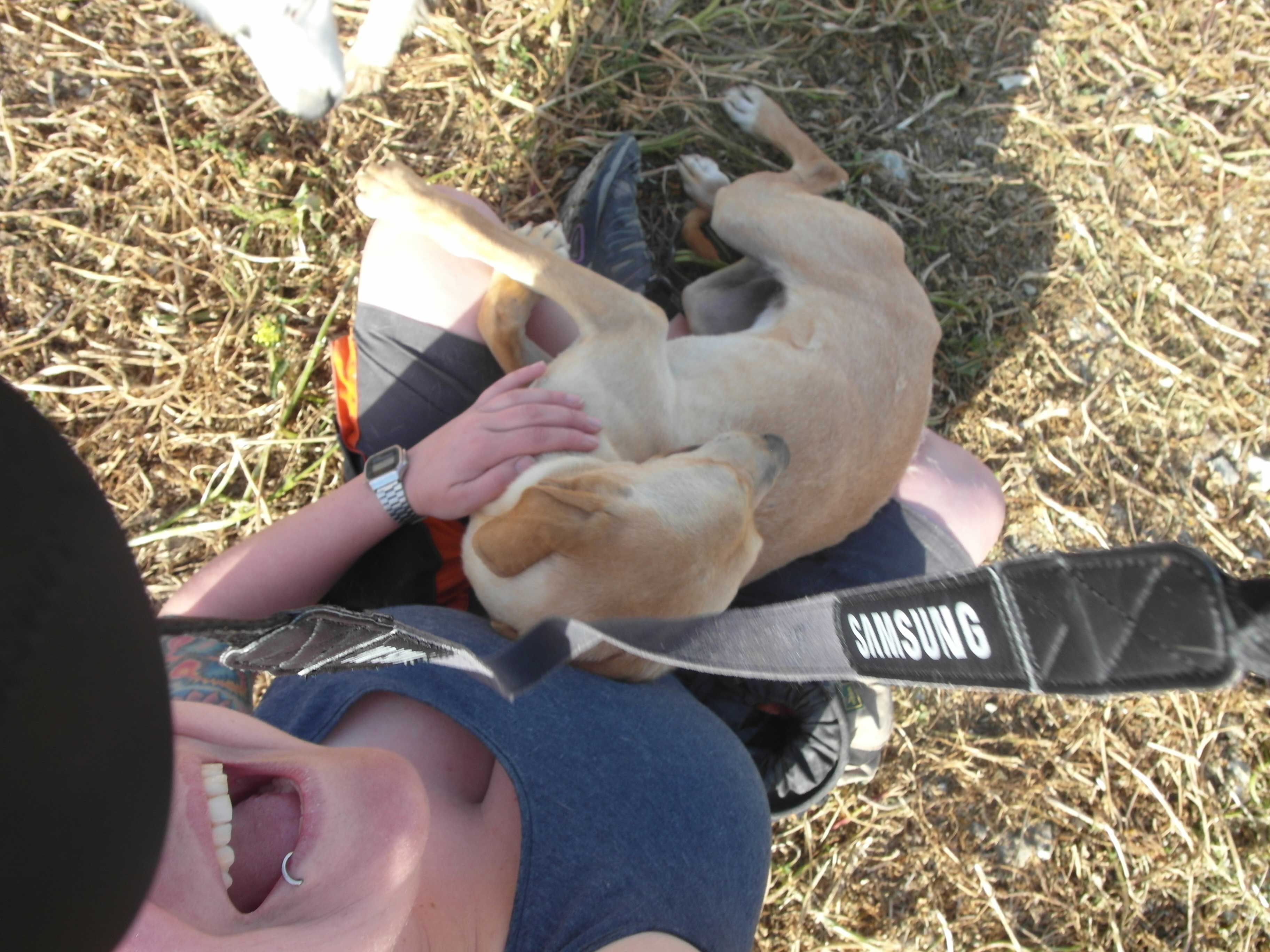 Verschmuster Jagdhund Mischling aus dem Aulandstierschutz.