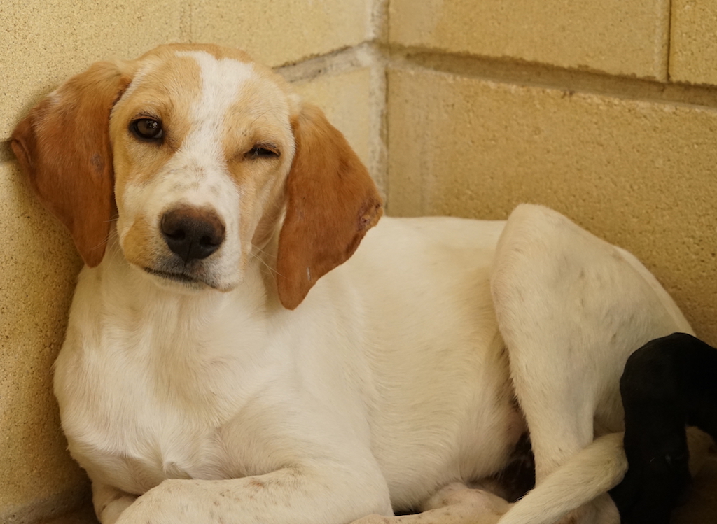 Der Tierschutzhund Champ aus Zypern aus dem Tierheim sucht ein Zuhause.