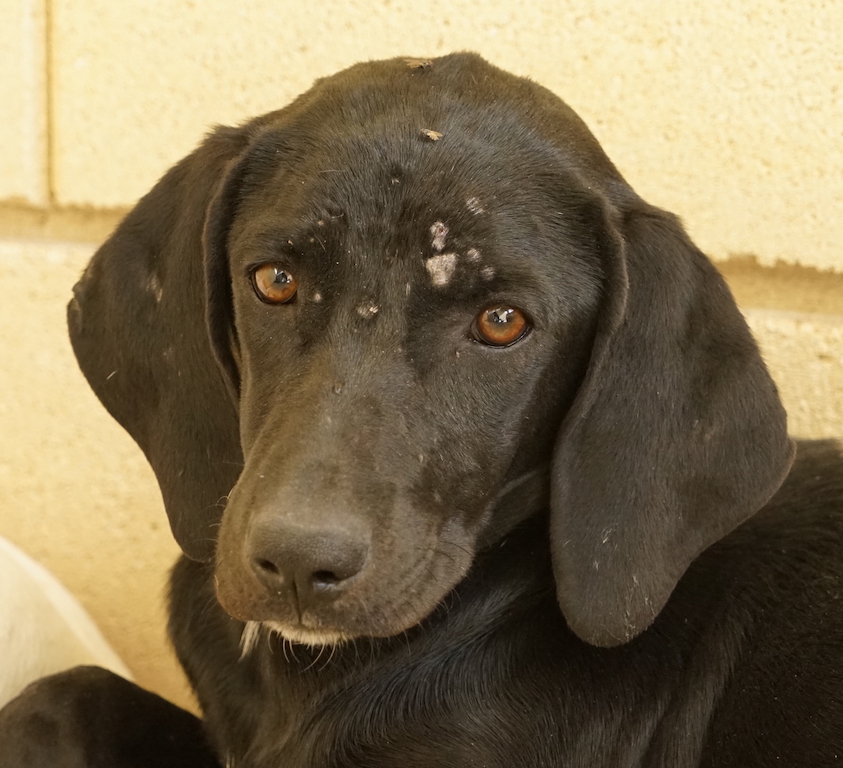 Die Tierschutz Hündin Chicca aus Zypern aus dem Tierheim sucht ein Zuhause.