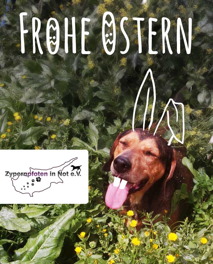 Unsere Hunde auf Zypern wünschen frohe Ostern.