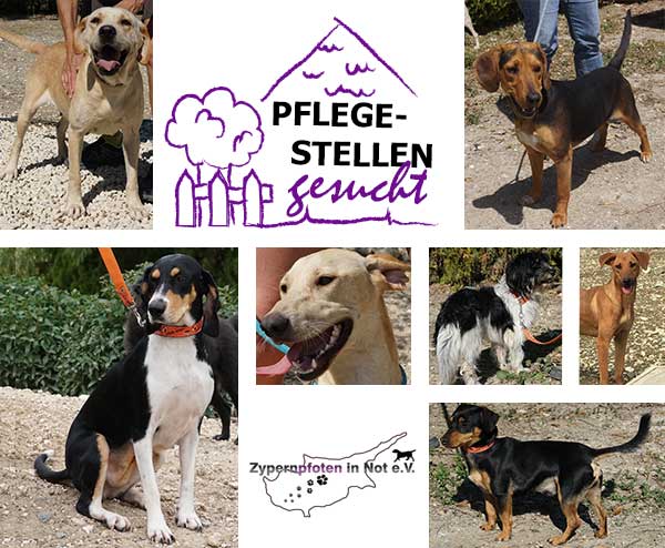 Die Hunde aus Zypern aus dem Tierheim suchen eine Pflegestelle.