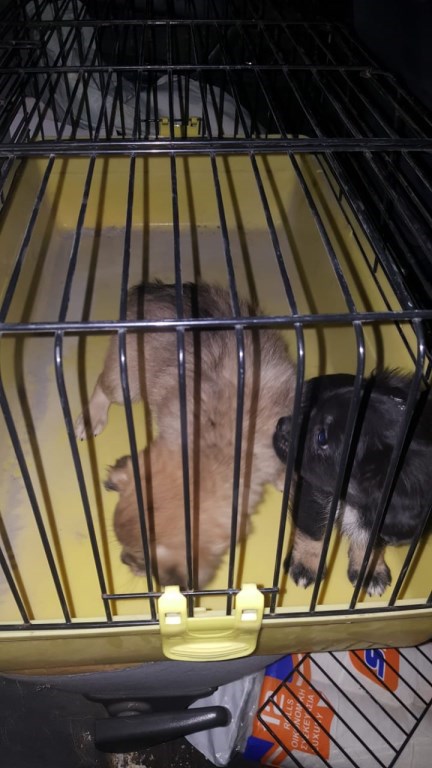 Welpen Zypern ausgesetzt Tierheim 5