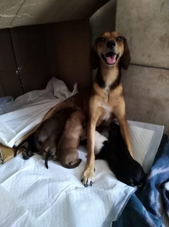 Mom pups 7