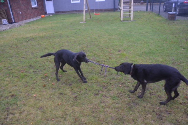 Die Hunde aus Zypern aus dem Tierheim spielen mit ihren Tierschutz Freunden.