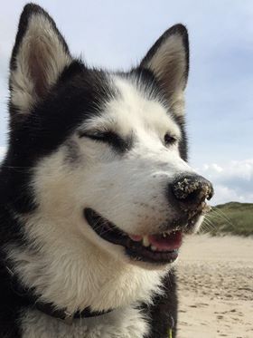 Aldon Husky Tierschutz Zypern6