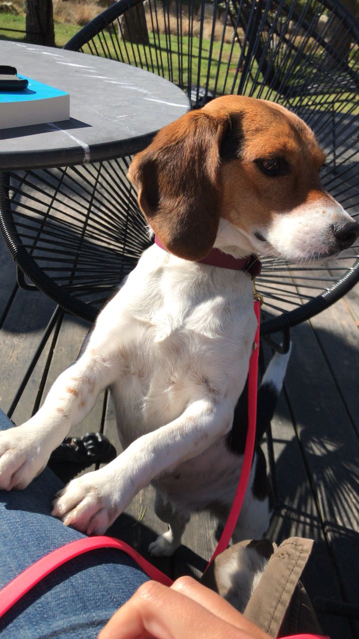 Xeena aus dem Tierschutz auf Zypern hat ihr Glück in Deutschland gefunden.