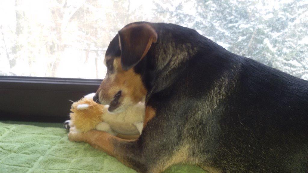 Bobby aus dem Tierheim auf Zypern hat seine Familie gefunden.