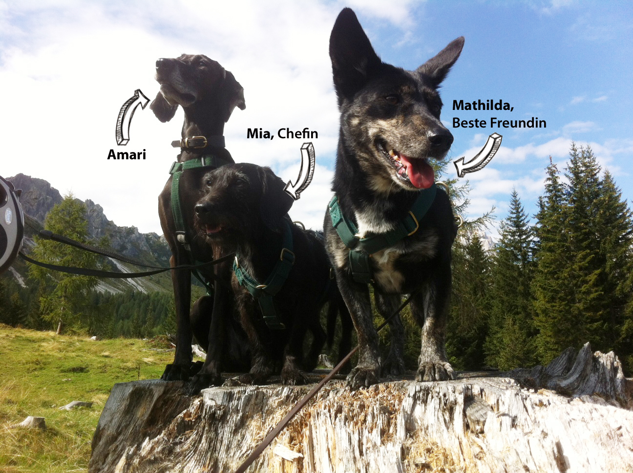 Amari Mimi Mathilda Südtirol 2016 2 