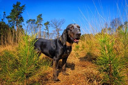 Emily2 ist ein Jagdhund aus Zypern und hat ihr Zuhause in Deutschland gefunden.