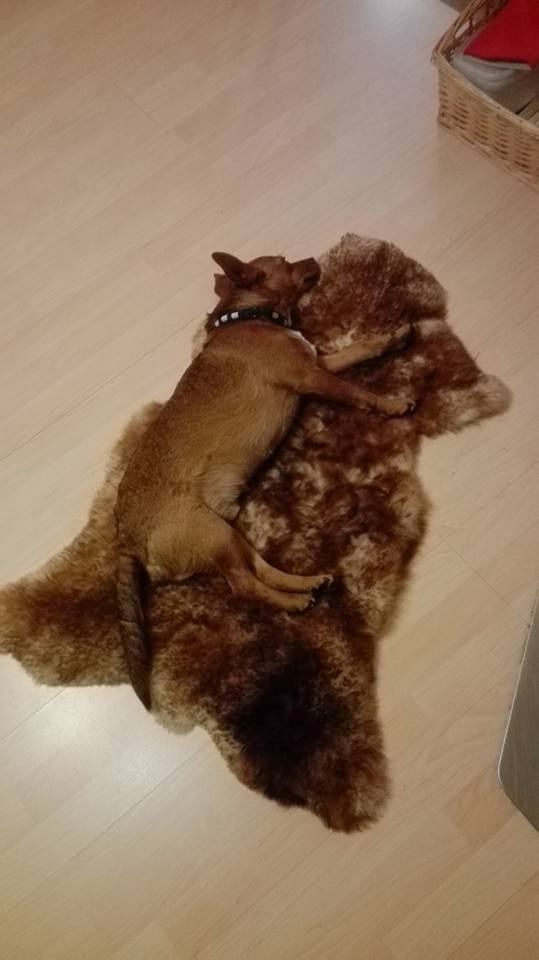 pepe fell