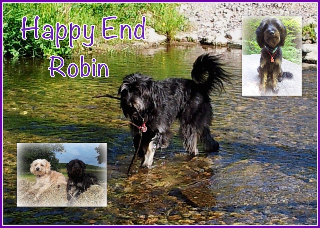 Robin HappyEnd