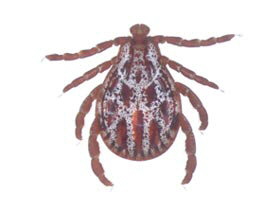 babesiose dermacentor