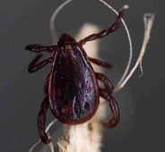 hepazootonose