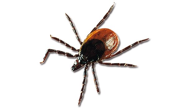 zeckeehrlichiose