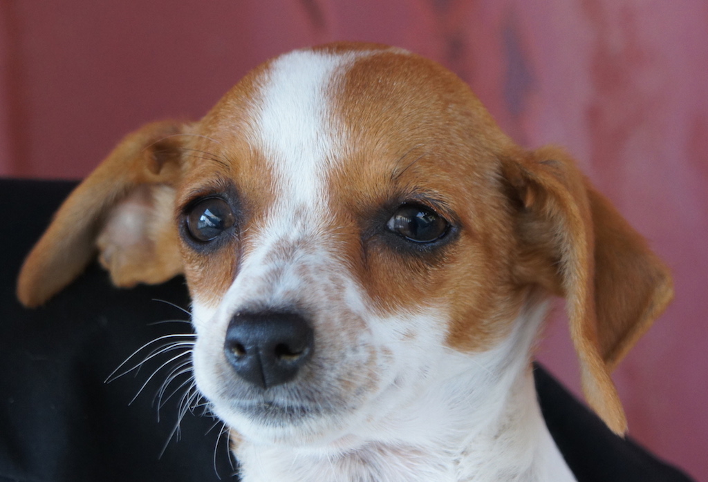 SarahProfil