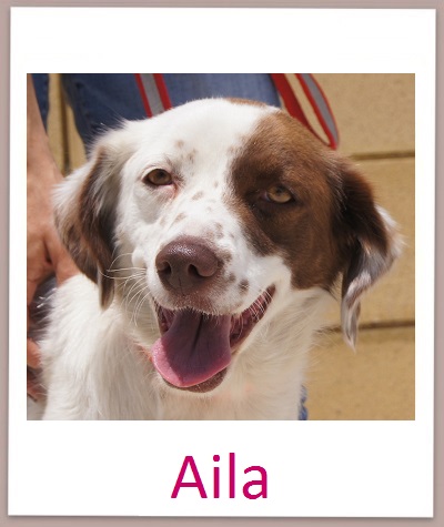 Aila prof