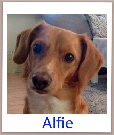 Alfie prof n