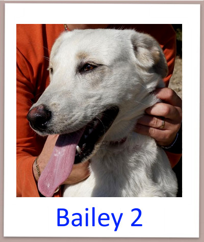 Bailey prof n