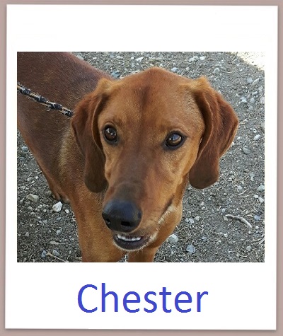 Chester prof neu2
