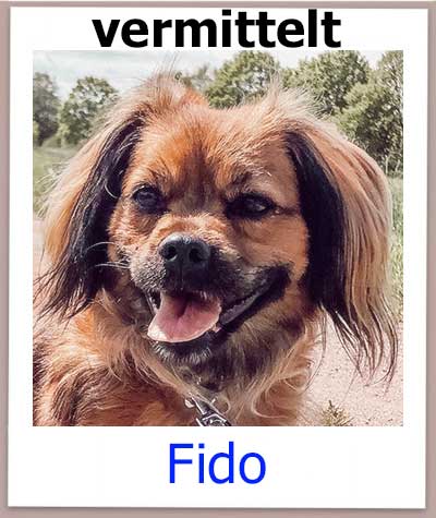 Fido Tierschutz Zypern Hund vermittelt