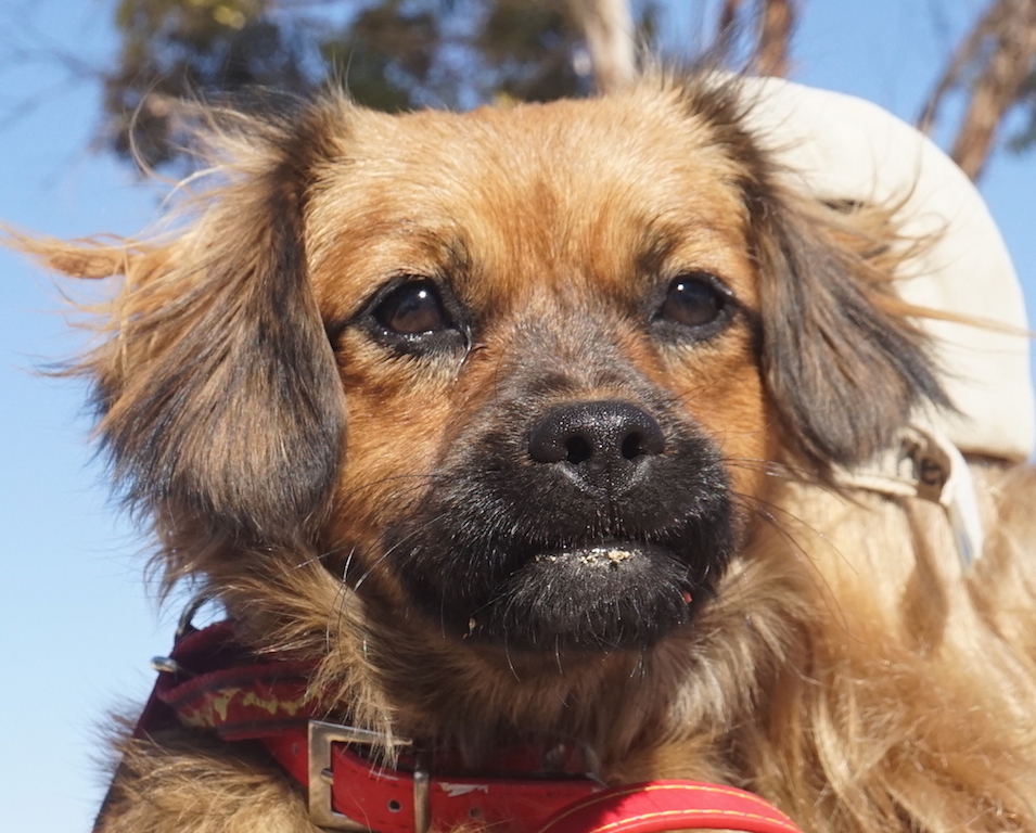 FidoProfil