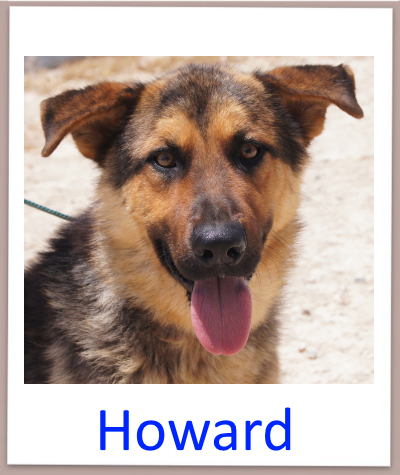 Howard prof n