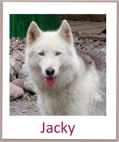 Jacky prof n