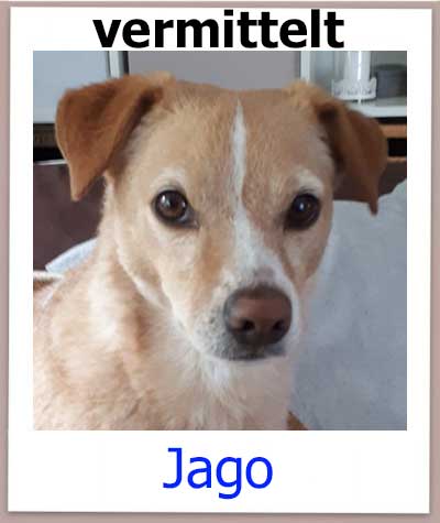 Jago Tierschutz Zypern Hund vermittelt