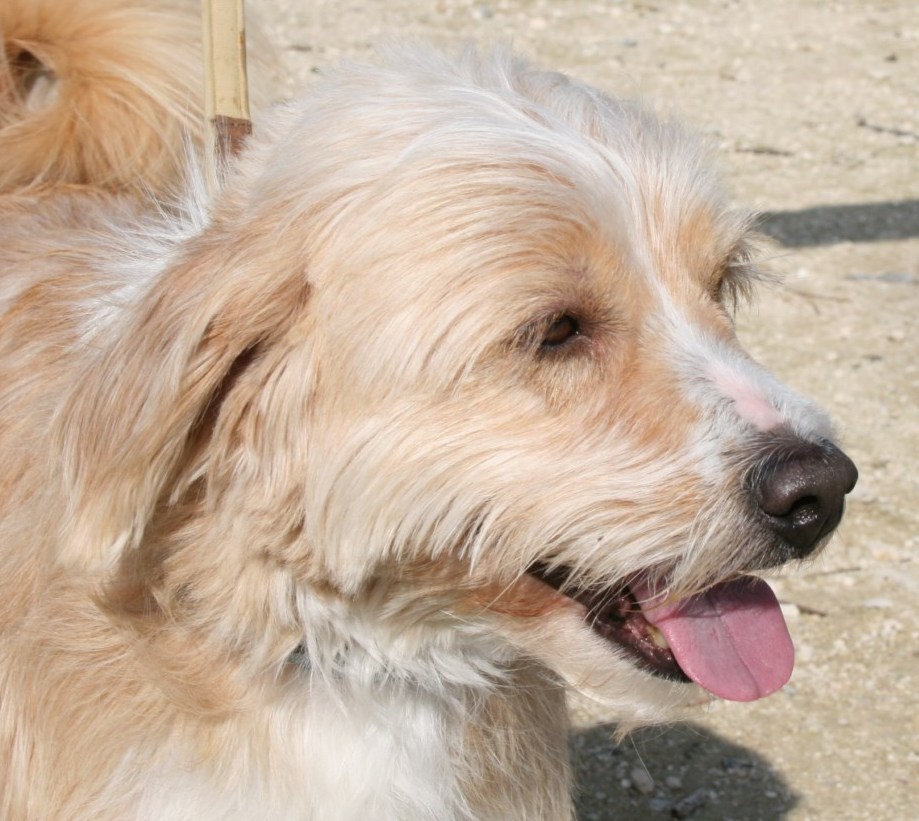 Jasper1Profil