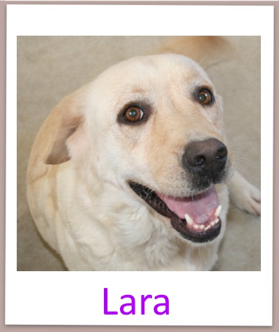 Lara Labbi prof