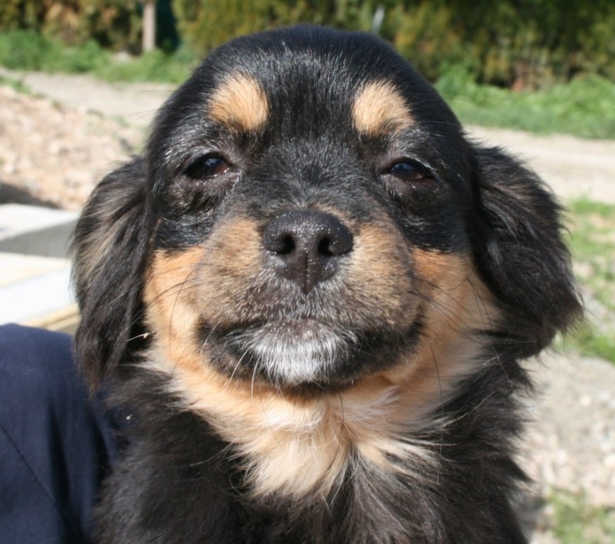LilliProfil