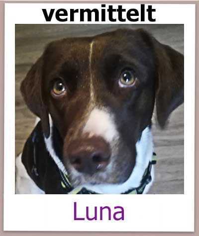 Luna Tierschutz Hund Zypern vermittelt NEU