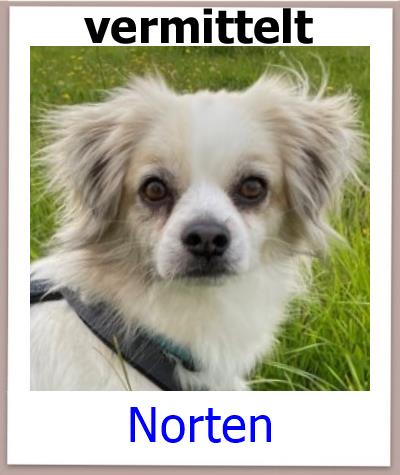 Norten Tierschutz Zypern Hund vermittelt