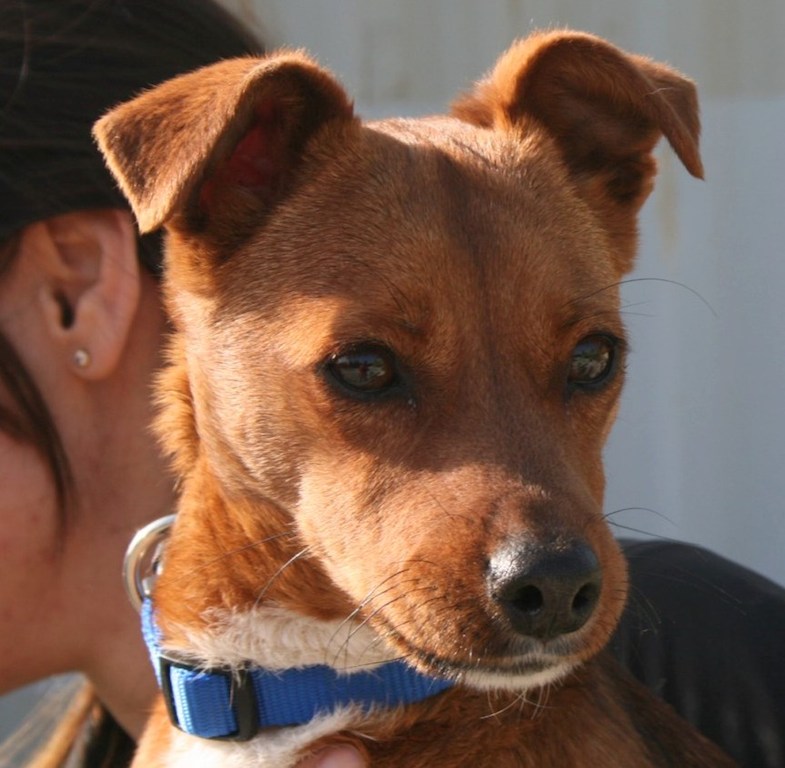 PepeProfil