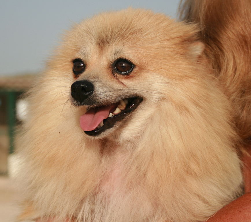 PigyProfil